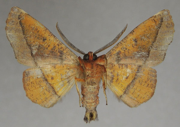 /filer/webapps/moths/media/images/P/percnopus_Euexia_AM_ZSM_01b.jpg