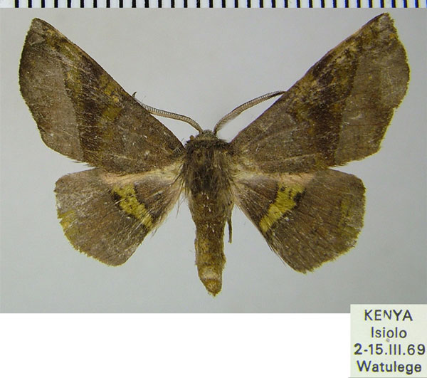 /filer/webapps/moths/media/images/P/percnopus_Euexia_AM_ZSMa.jpg