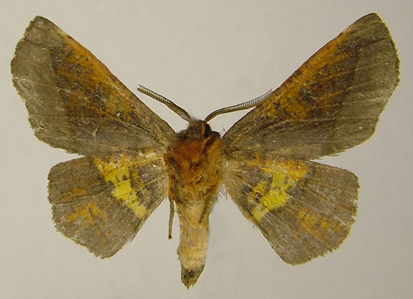 /filer/webapps/moths/media/images/P/percnopus_Euexia_AM_ZSMb.jpg