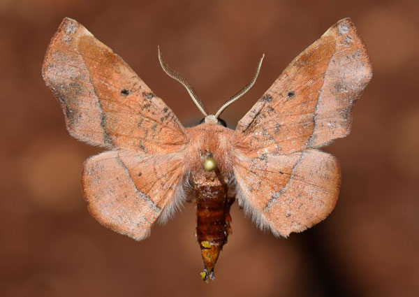 /filer/webapps/moths/media/images/P/percnopus_Euexia_A_Butler_01.jpg