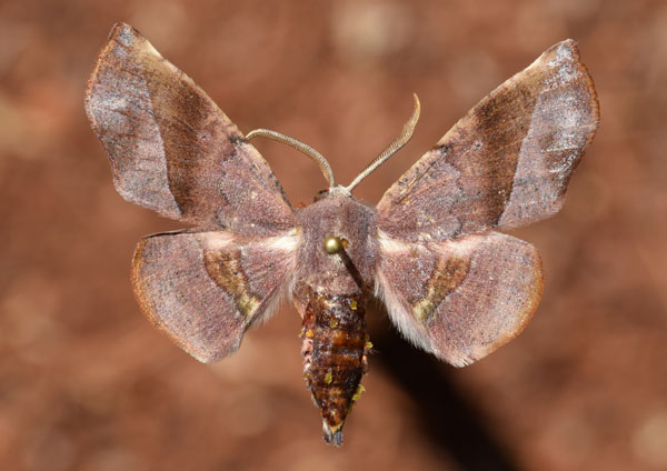 /filer/webapps/moths/media/images/P/percnopus_Euexia_A_Butler_02.jpg