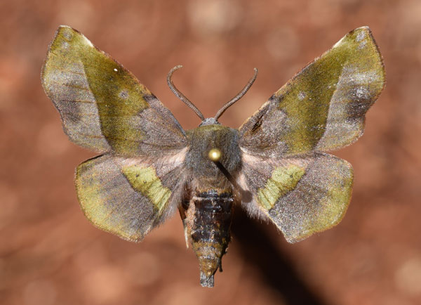 /filer/webapps/moths/media/images/P/percnopus_Euexia_A_Butler_03.jpg