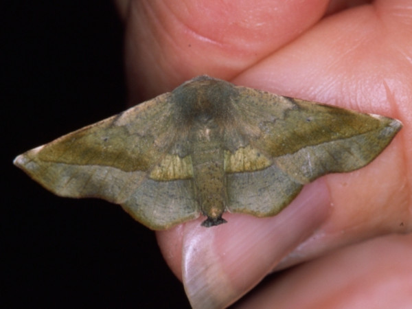 /filer/webapps/moths/media/images/P/percnopus_Euexia_A_Roland.jpg