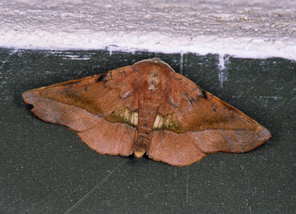 /filer/webapps/moths/media/images/P/percnopus_Euexia_A_Roland_13.jpg