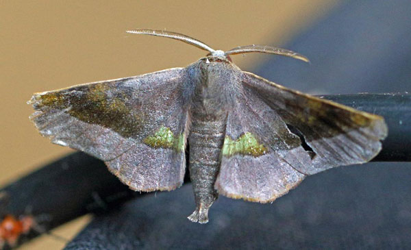 /filer/webapps/moths/media/images/P/percnopus_Euexia_A_Voaden.jpg
