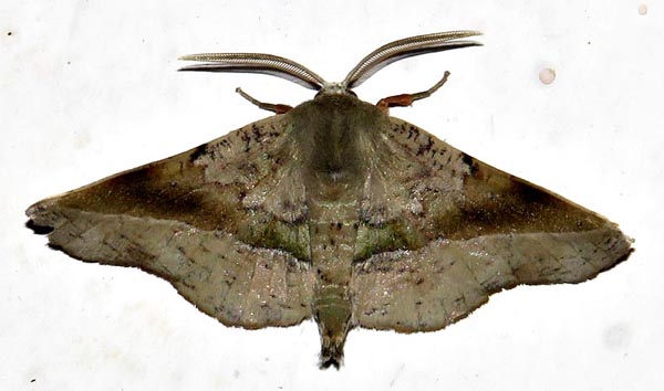 /filer/webapps/moths/media/images/P/percnopus_Euxia_A_Braun_13.jpg
