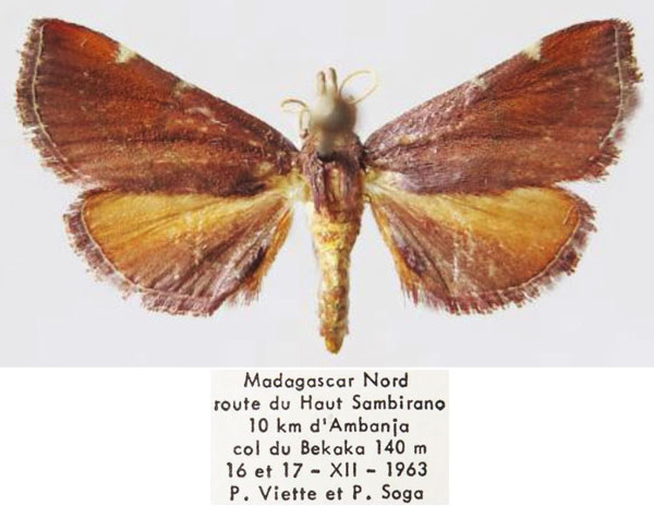 /filer/webapps/moths/media/images/P/percuprealis_Prosaris_AF_MNHN.jpg