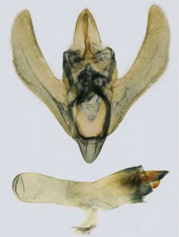 /filer/webapps/moths/media/images/P/percuprealis_Prosaris_GM_MNHN.jpg