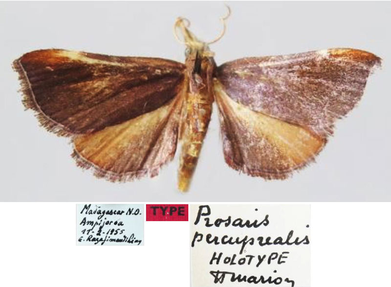 /filer/webapps/moths/media/images/P/percuprealis_Prosaris_HT_MNHN.jpg