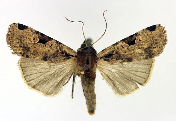 /filer/webapps/moths/media/images/P/percurvata_Mentaxya_AF_Aulombard.jpg