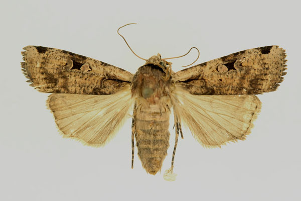 /filer/webapps/moths/media/images/P/percurvata_Mentaxya_AF_RMCA.jpg