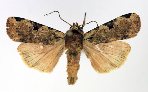 /filer/webapps/moths/media/images/P/percurvata_Mentaxya_AM_Aulombard.jpg