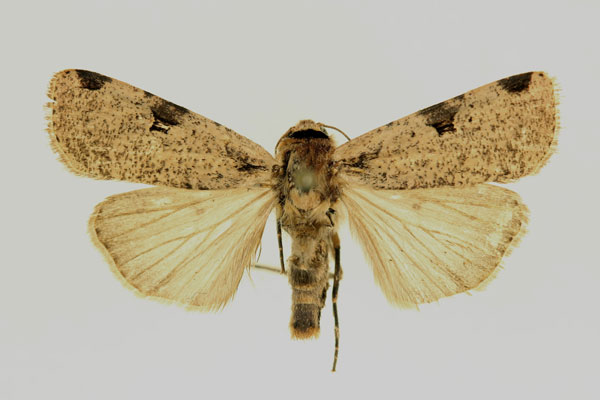 /filer/webapps/moths/media/images/P/percurvata_Mentaxya_AM_RMCA.jpg