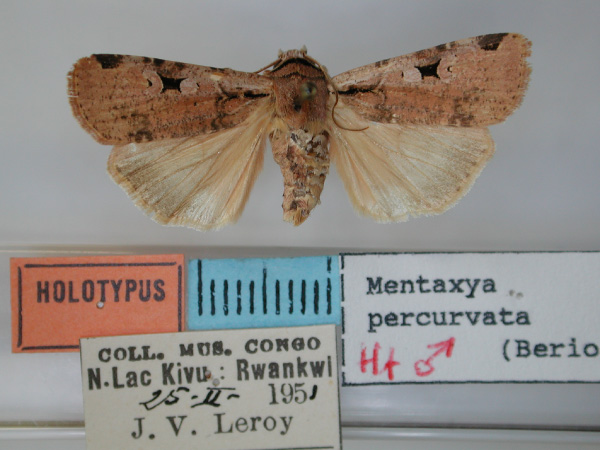 /filer/webapps/moths/media/images/P/percurvata_Mentaxya_HT_RMCA.jpg