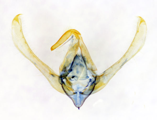 /filer/webapps/moths/media/images/P/perdentata_Raghuva_GMHT_BMNH_6388.jpg