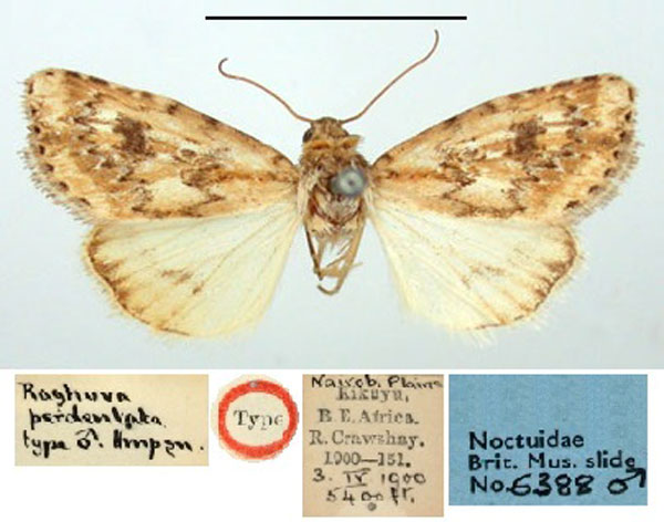 /filer/webapps/moths/media/images/P/perdentata_Raghuva_HT_BMNH.jpg