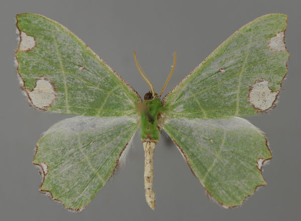/filer/webapps/moths/media/images/P/perdistincta_Bathycolpodes_HT_ZSM_01.jpg