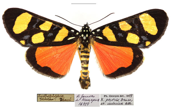 /filer/webapps/moths/media/images/P/perdix_Heraclia_AM_RBINS.jpg