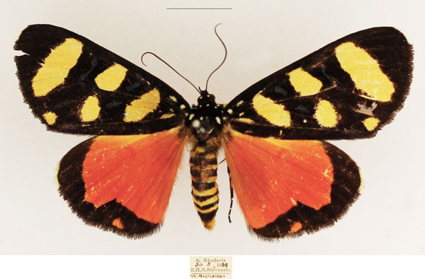 /filer/webapps/moths/media/images/P/perdix_Heraclia_AM_TMSA_01.jpg