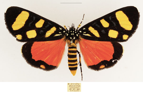 /filer/webapps/moths/media/images/P/perdix_Heraclia_AM_TMSA_02.jpg