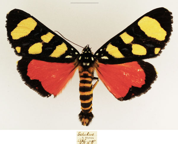 /filer/webapps/moths/media/images/P/perdix_Heraclia_AM_TMSA_03.jpg