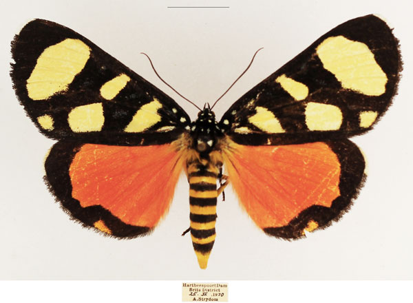/filer/webapps/moths/media/images/P/perdix_Heraclia_AM_TMSA_04.jpg