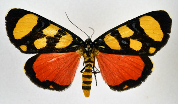 /filer/webapps/moths/media/images/P/perdix_Heraclia_A_NHMO.jpg
