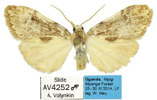 /filer/webapps/moths/media/images/P/peregrina_Palaeugoa_AM_MfN_01.jpg