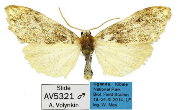 /filer/webapps/moths/media/images/P/peregrina_Palaeugoa_AM_MfN_02.jpg