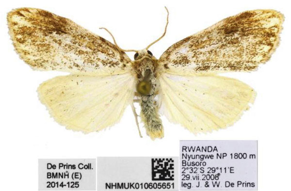 /filer/webapps/moths/media/images/P/peregrina_Palaeugoa_AM_NHMUK.jpg