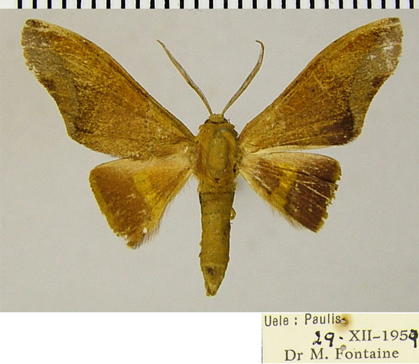 /filer/webapps/moths/media/images/P/peregrinus_Plegapteryx_AM_ZSM.jpg