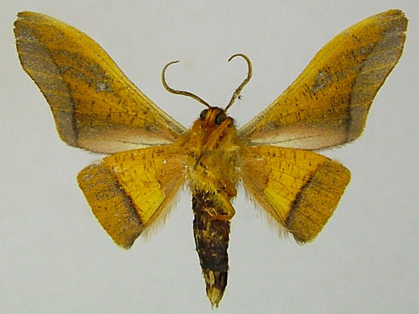 /filer/webapps/moths/media/images/P/peregrinus_Plegapteryx_AM_ZSMb.jpg