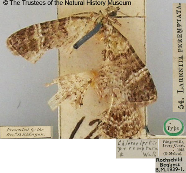 /filer/webapps/moths/media/images/P/peremptata_Larentia_HT_BMNH.jpg