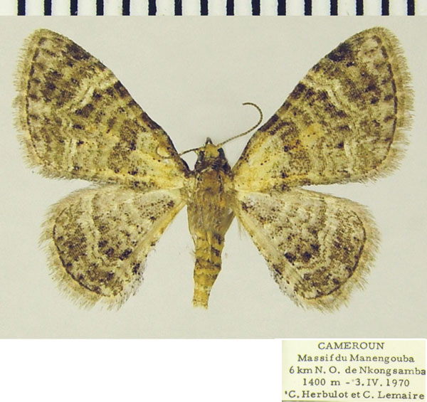 /filer/webapps/moths/media/images/P/peremptata_Mesocolpia_AF_ZSM_02.jpg