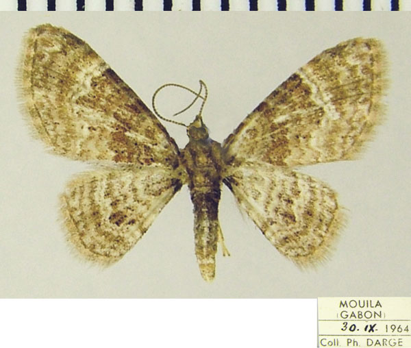 /filer/webapps/moths/media/images/P/peremptata_Mesocolpia_AF_ZSMa.jpg