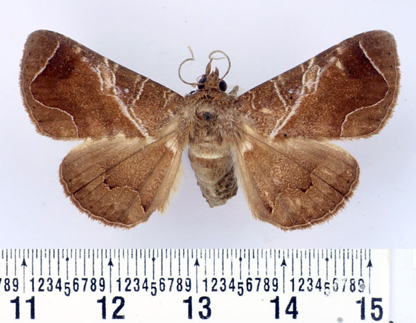 /filer/webapps/moths/media/images/P/perexcurvata_Dysgonia_AF_BMNH.jpg