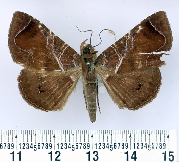 /filer/webapps/moths/media/images/P/perexcurvata_Dysgonia_AM_BMNH.jpg