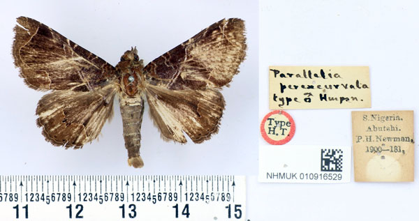 /filer/webapps/moths/media/images/P/perexcurvata_Parallelia_HT_BMNH.jpg