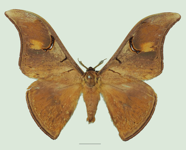 /filer/webapps/moths/media/images/P/perfulvastra_Dogoia_AM_Basquin_01a.jpg