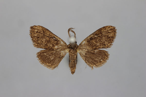 /filer/webapps/moths/media/images/P/perfusca_Meganola_HT_BMNH.jpg