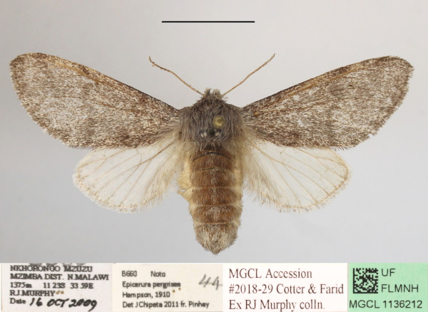 /filer/webapps/moths/media/images/P/pergrisea_Epicerura_AF_MGCLa_03.JPG