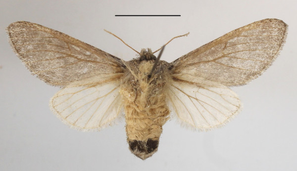 /filer/webapps/moths/media/images/P/pergrisea_Epicerura_AF_MGCLb_03.JPG