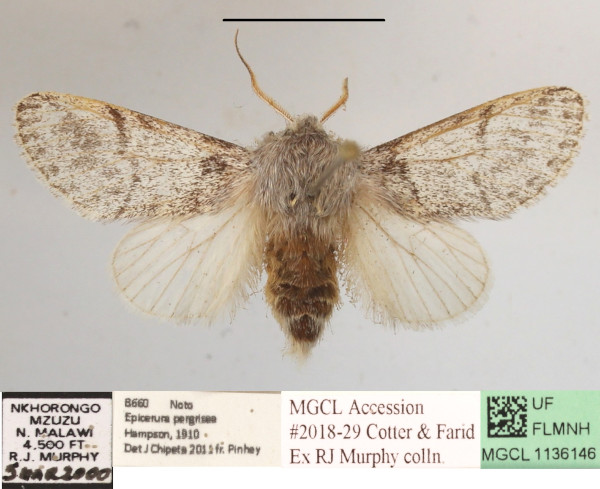 /filer/webapps/moths/media/images/P/pergrisea_Epicerura_AM_MGCLa_01.JPG