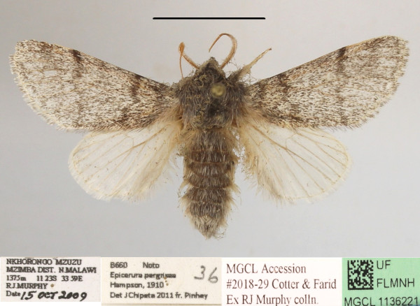 /filer/webapps/moths/media/images/P/pergrisea_Epicerura_AM_MGCLa_02.JPG