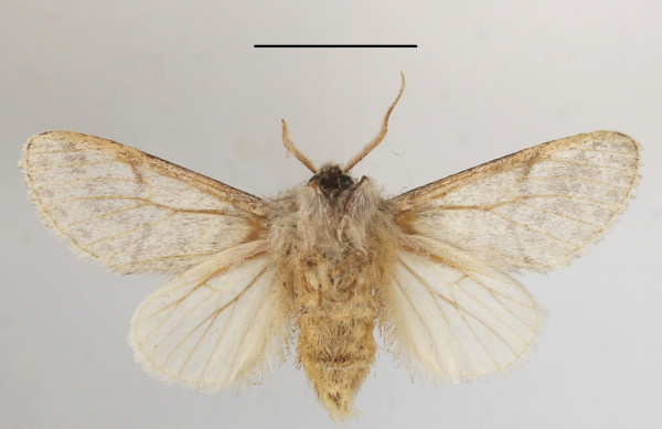 /filer/webapps/moths/media/images/P/pergrisea_Epicerura_AM_MGCLb_01.JPG