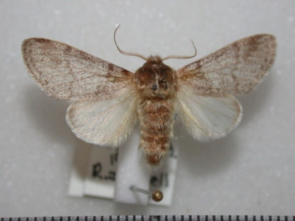 /filer/webapps/moths/media/images/P/pergrisea_Epicerura_AM_Revell.JPG
