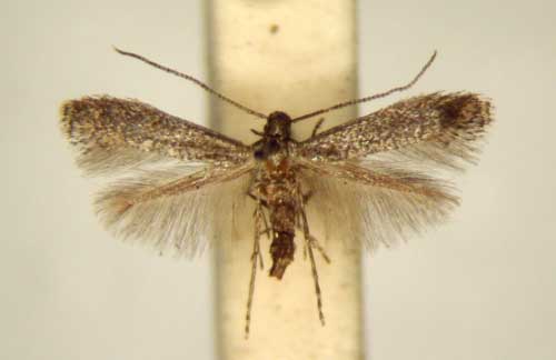 /filer/webapps/moths/media/images/P/pergulariae_Metriochroa_PT_TMSA6328.jpg