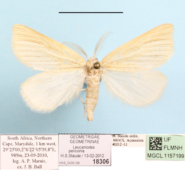 /filer/webapps/moths/media/images/P/periconia_Leucaniodes_A_MGCLa_01.JPG