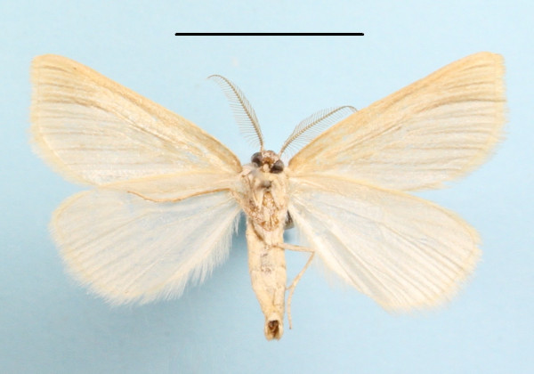 /filer/webapps/moths/media/images/P/periconia_Leucaniodes_A_MGCLb_01.JPG