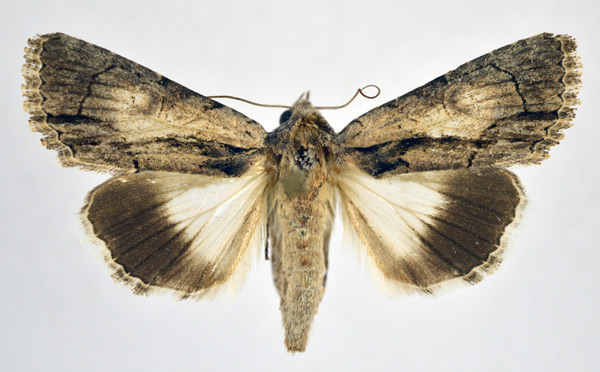/filer/webapps/moths/media/images/P/pericyma_Aedia_A_NHMO.jpg